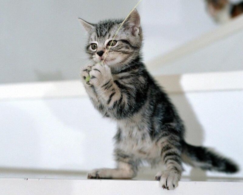 Striped Kitten Playing — Gray, Playful, Photograph, String