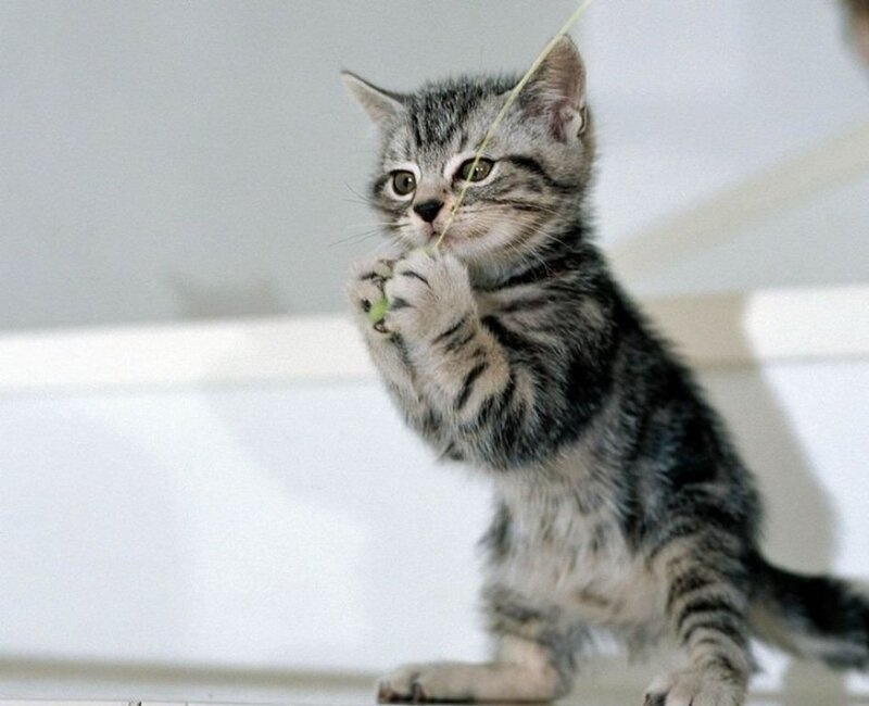 Striped Kitten Playing — Gray, Playful, Photograph, String, White