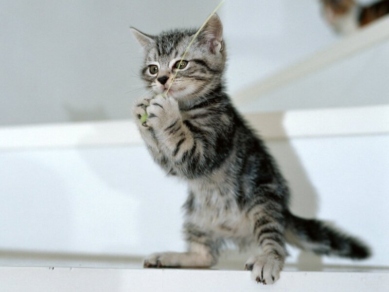 Striped Kitten Playing — Gray, Playful, Photograph