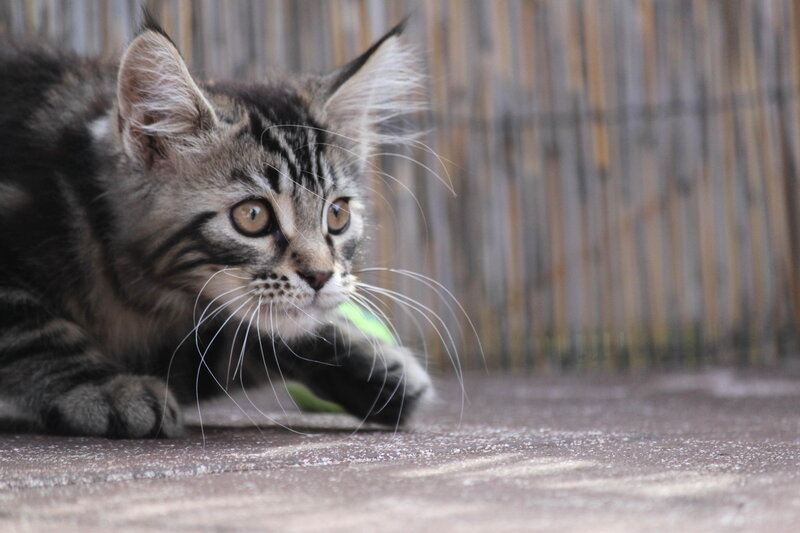 Striped Kitten Playing — Gray, Playful