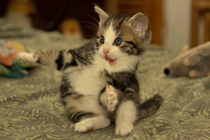 Striped Kitten Playing — Gray