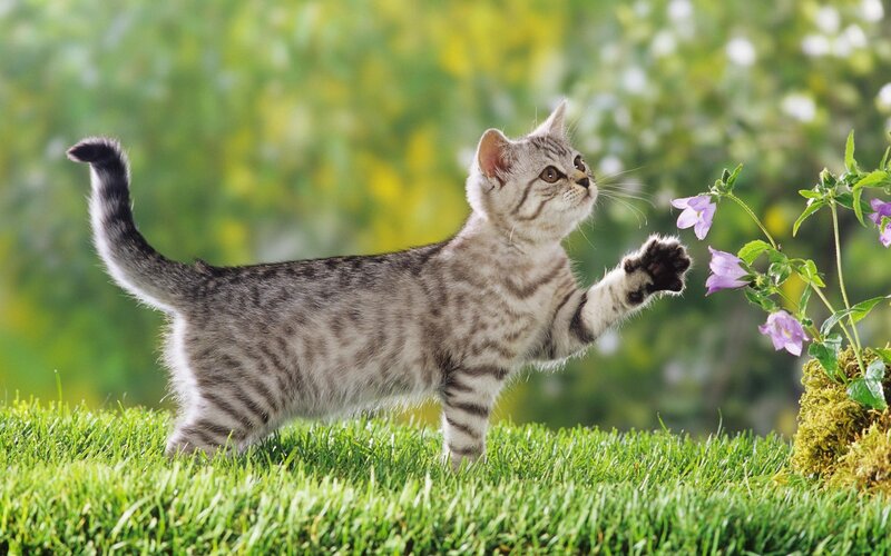 Striped Kitten Playing — Green, Playful, Afternoon