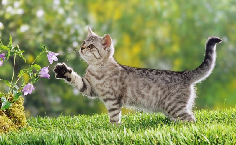 Striped Kitten Playing — Green, Playful
