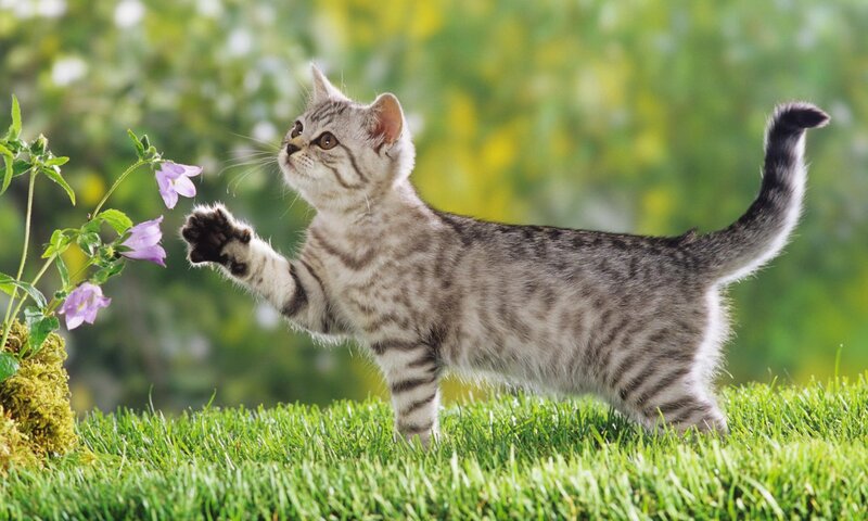 Striped Kitten Playing — Green