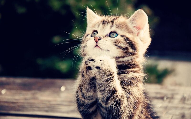 Striped Kitten Praying — Brown, Curious