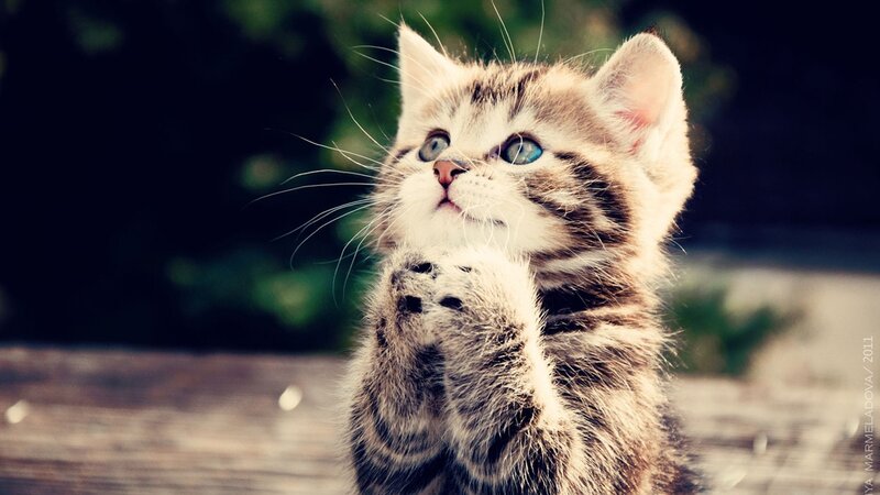 Striped Kitten Praying — Brown, Innocent, Afternoon