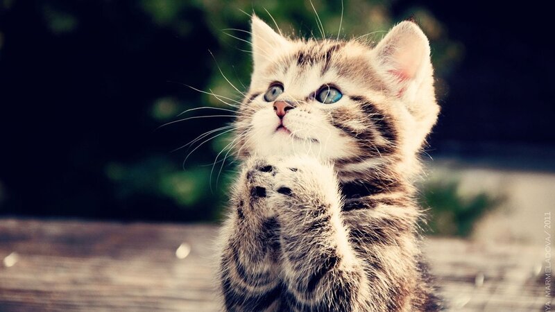 Striped Kitten Praying — Brown, Innocent