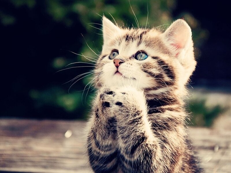 Striped Kitten Praying — Brown