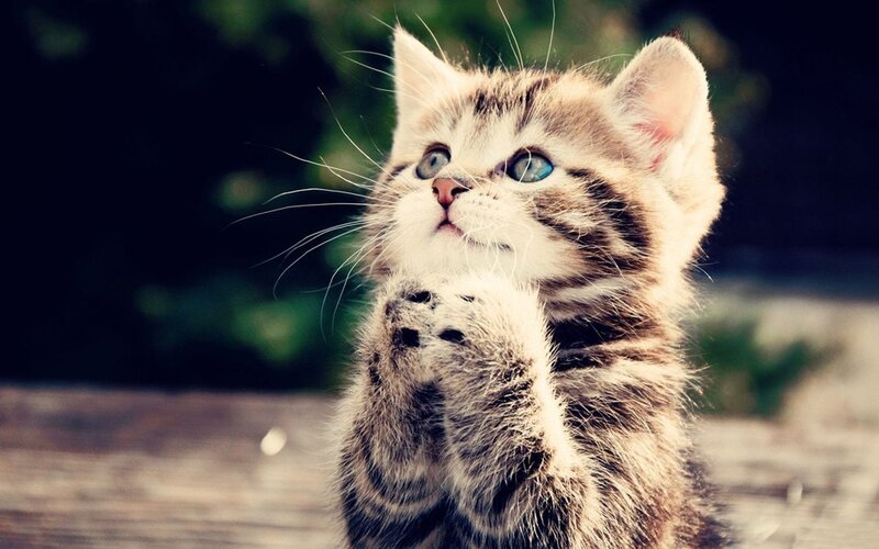 Striped Kitten Praying