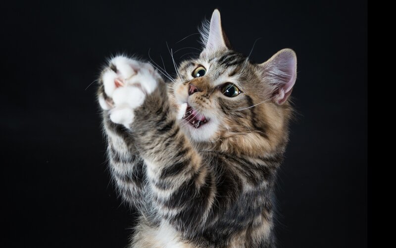 Striped Kitten Reaching