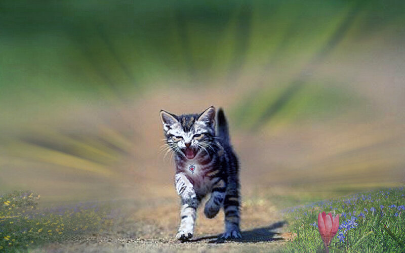Striped Kitten Running — Green