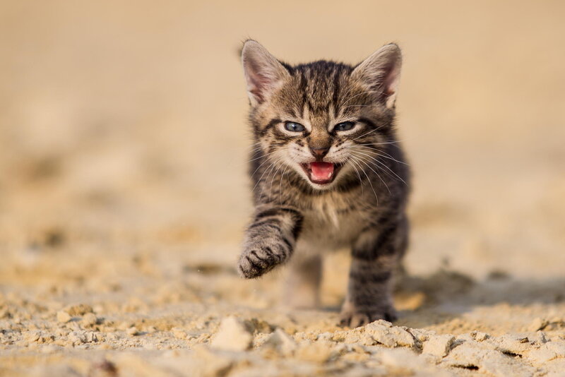 Striped Kitten Running