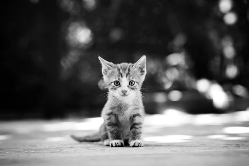 Striped Kitten Sitting — Black