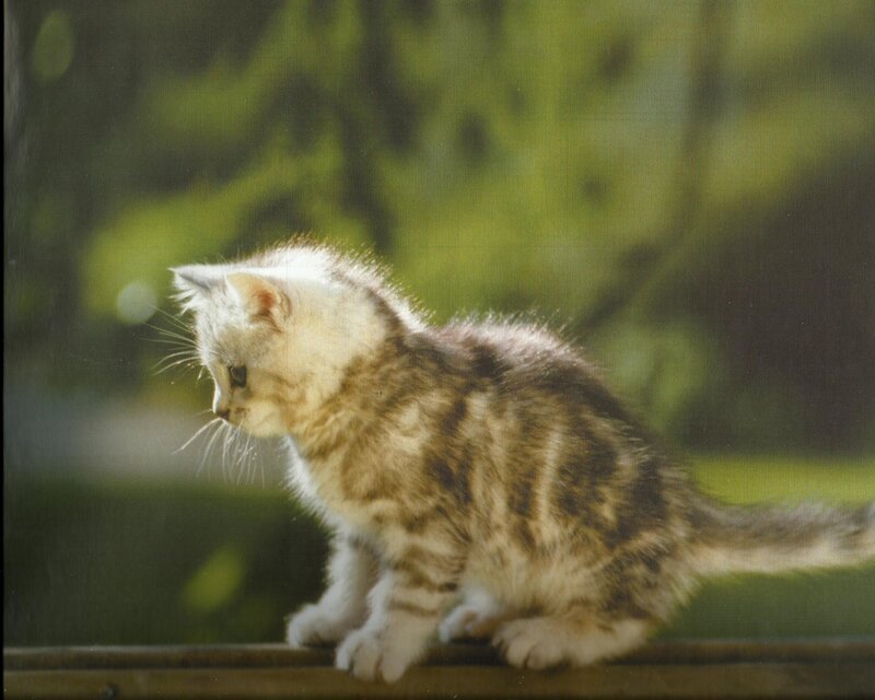 Striped Kitten Sitting — Brown, Calm