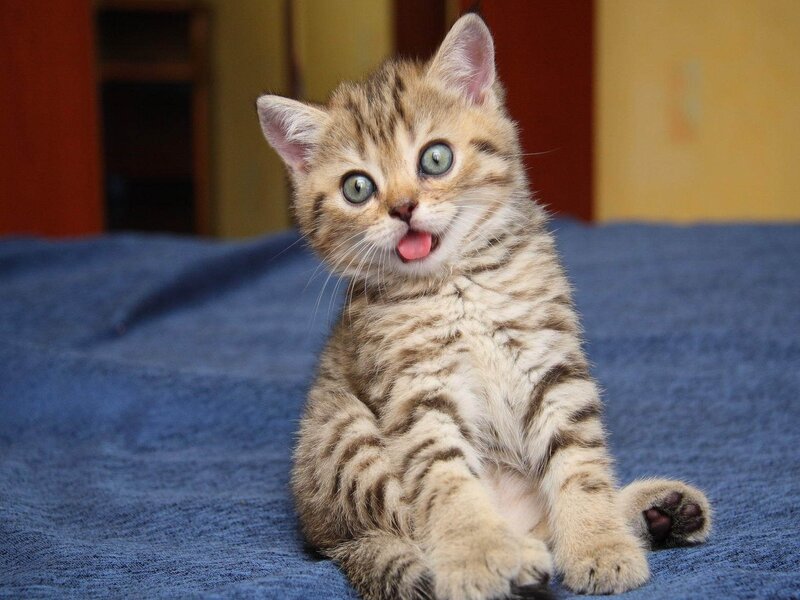 Striped Kitten Sitting — Brown, Playful, Photograph, Blue Blanket
