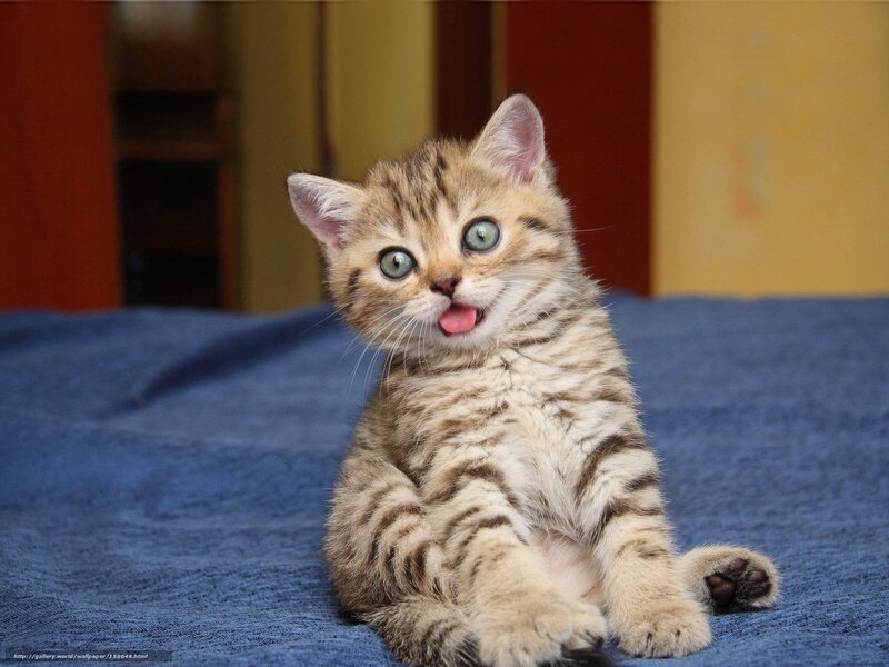 Striped Kitten Sitting — Brown, Playful