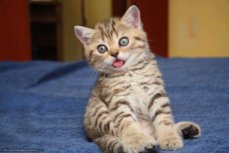 Striped Kitten Sitting — Brown