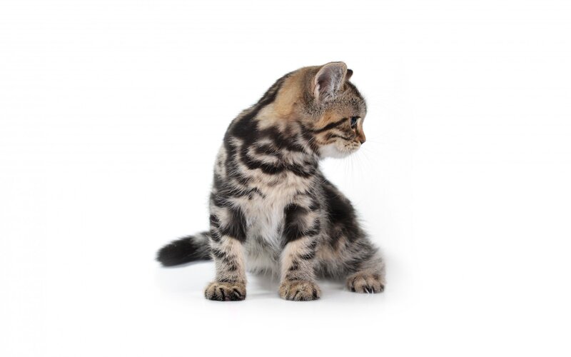 Striped Kitten Sitting — Gray, Neutral