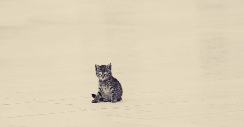 Striped Kitten Sitting — Gray, Solitary