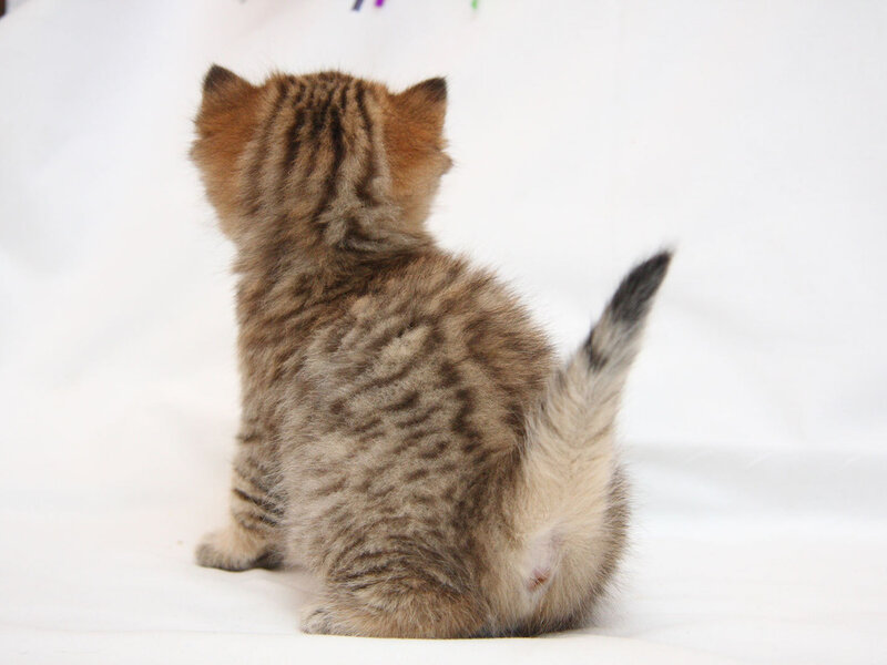 Striped Kitten Sitting