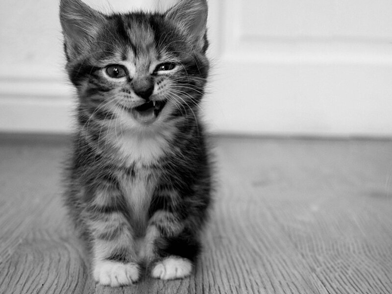 Striped Kitten Smiling