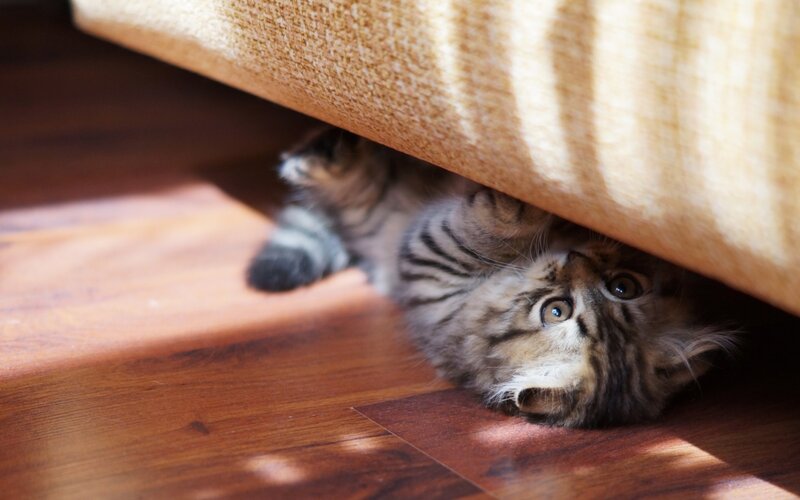 Striped Kitten under Furniture