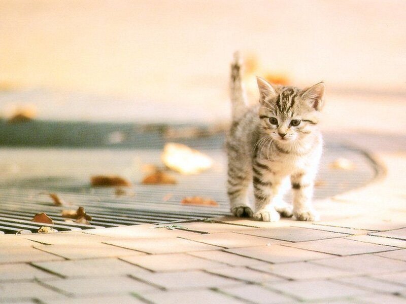 Striped Kitten Walking — Beige