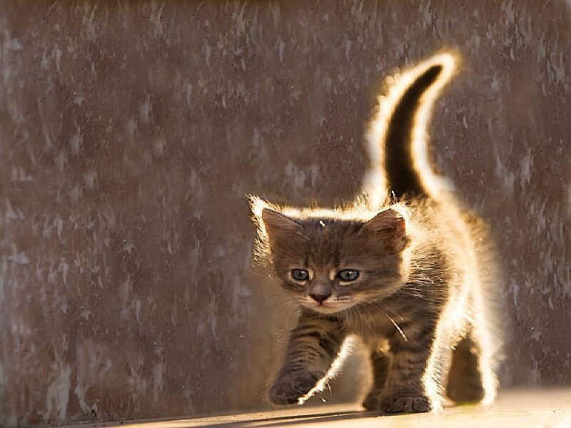 Striped Kitten Walking — Brown, Dramatic