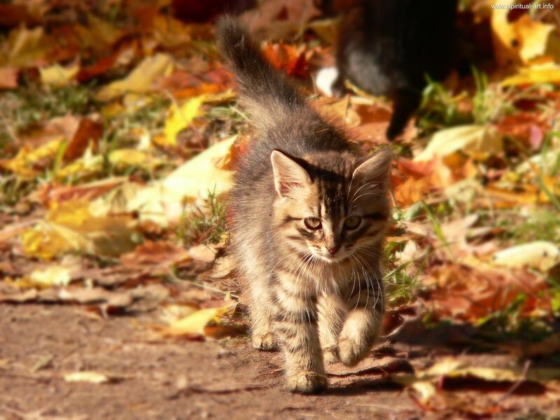 Striped Kitten Walking — Brown