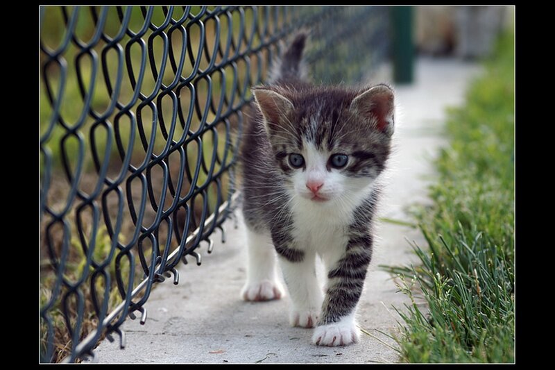 Striped Kitten Walking — Gray