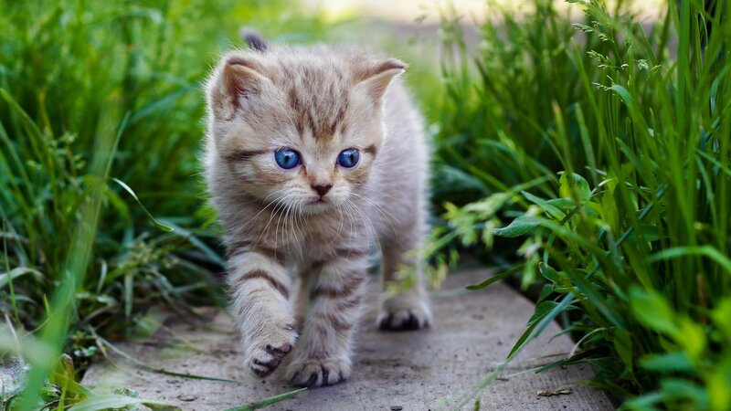Striped Kitten Walking — Green