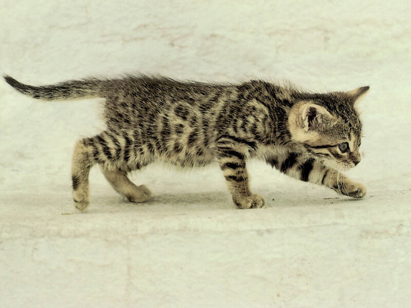 striped kitten walking