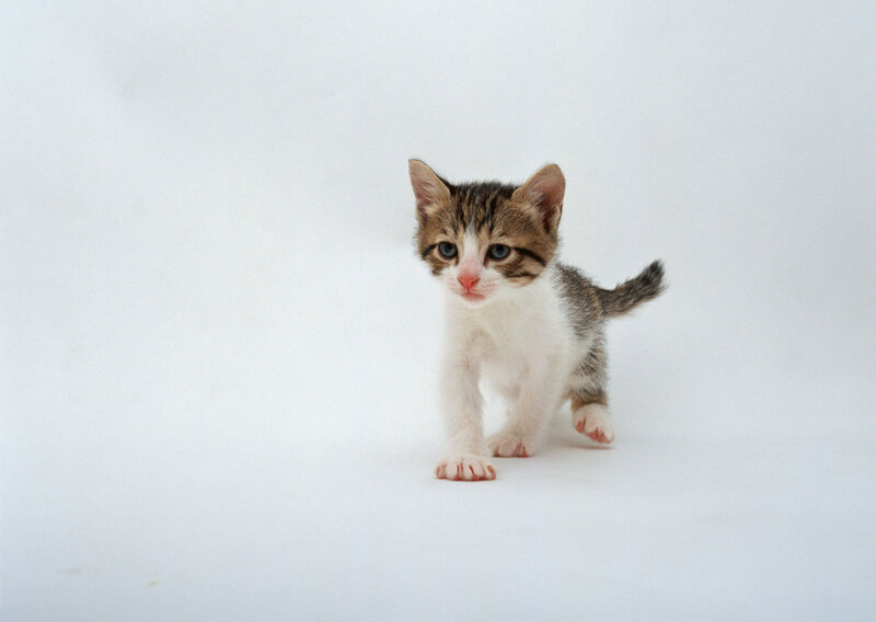 Striped Kitten Walking — White