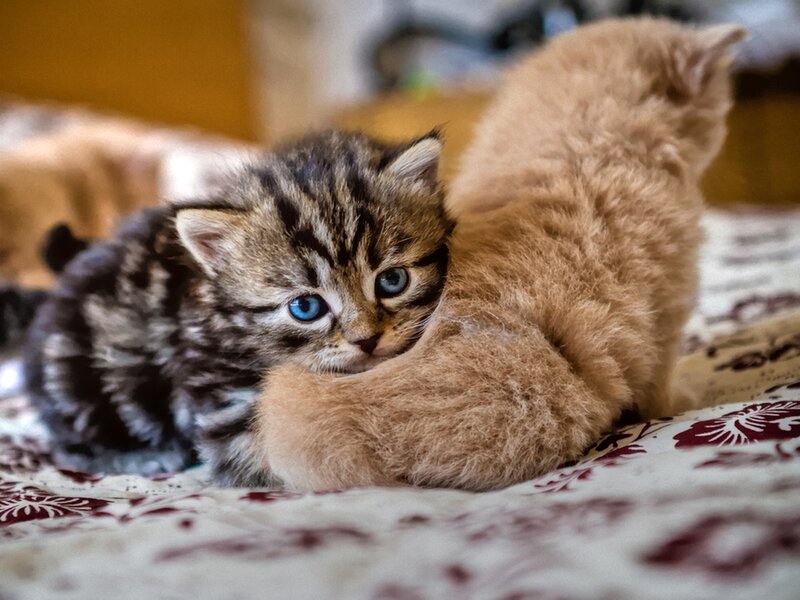 Striped Kitten with Blue Eyes — Brown, Calm