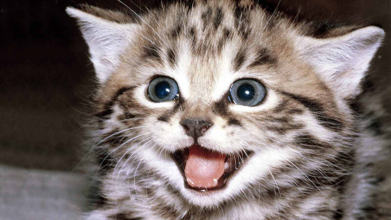Striped Kitten with Blue Eyes — Brown, Playful, Photograph, Mouth