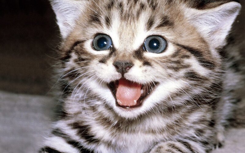 Striped Kitten with Blue Eyes — Brown, Playful