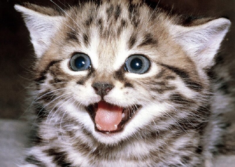 Striped Kitten with Blue Eyes — Brown, Surprised