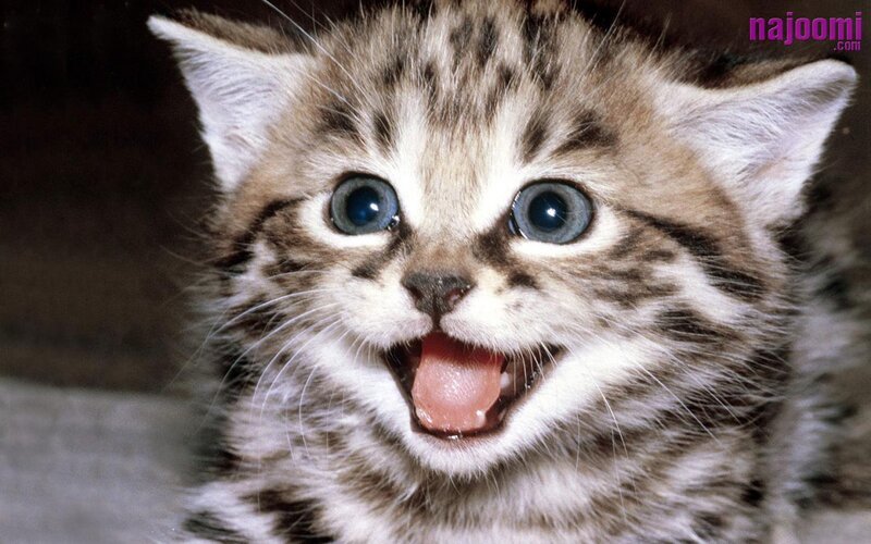 Striped Kitten with Blue Eyes