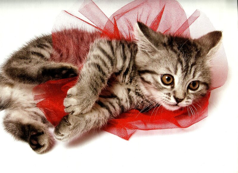 Striped Kitten with Bow