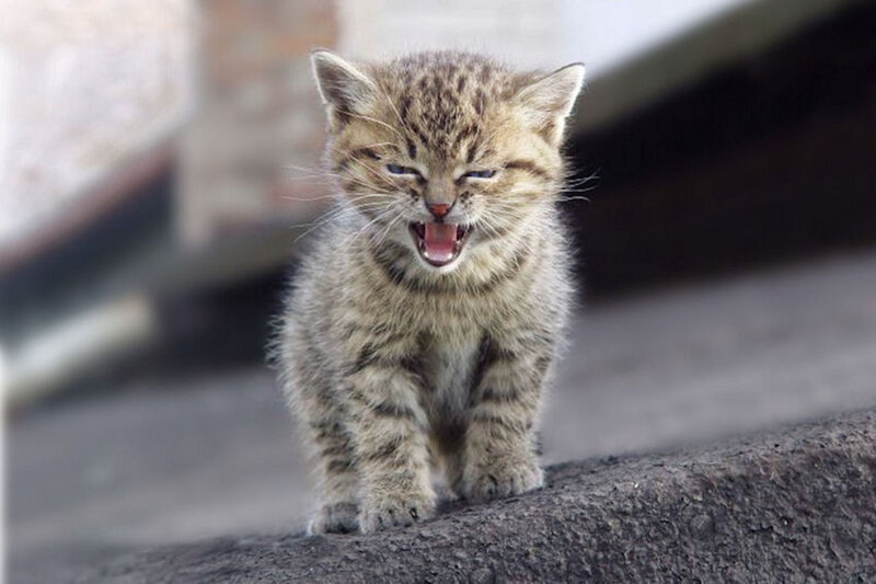 Striped Kitten Yawning — Brown, Neutral