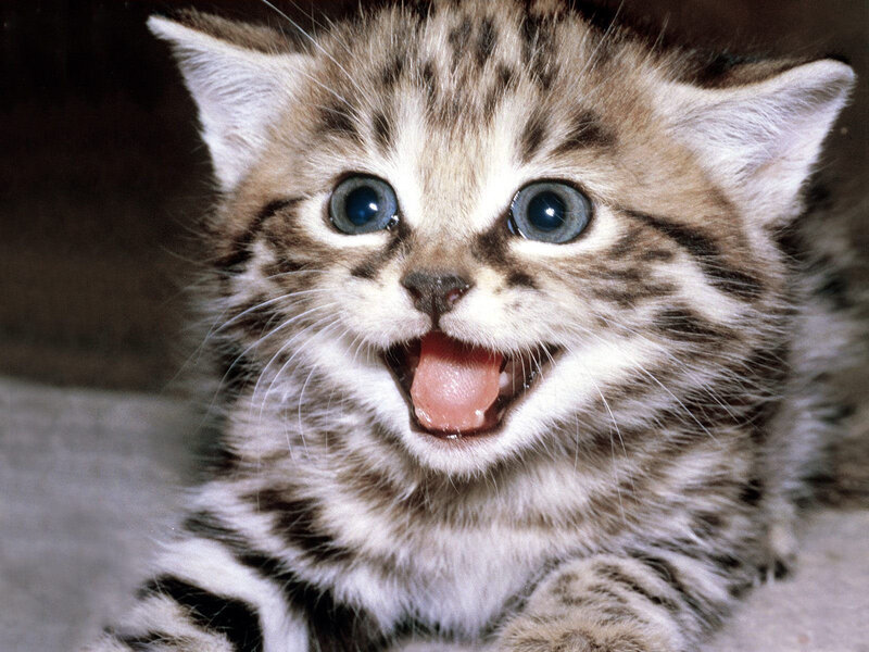 Striped Kitten Yawning — Brown, Playful, Photograph