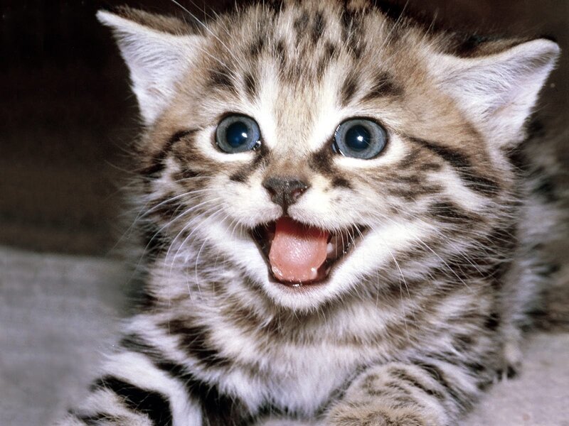 Striped Kitten Yawning — Brown, Playful