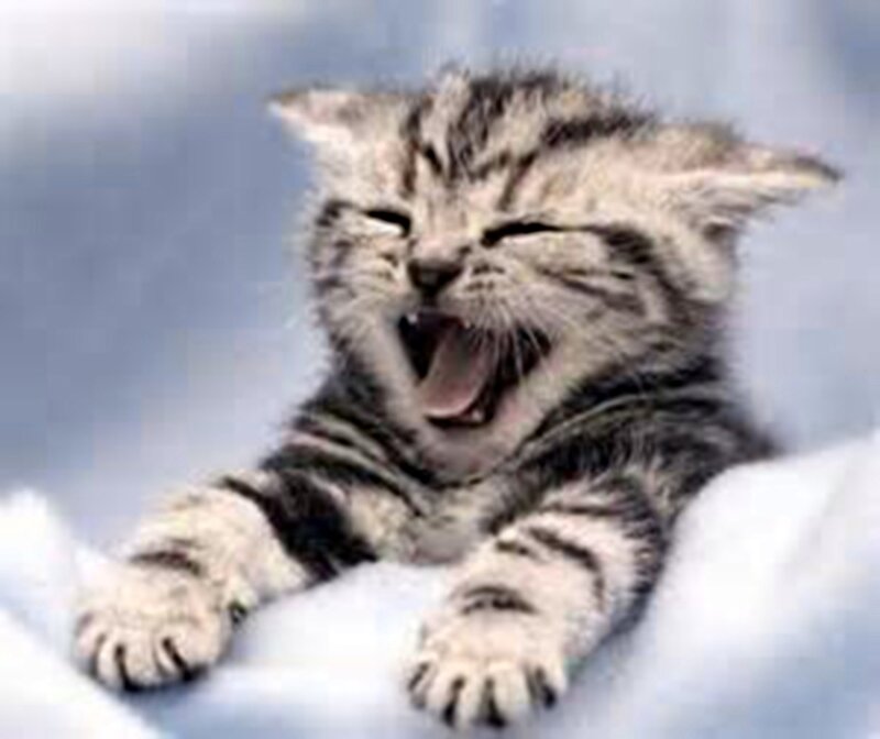 Striped Kitten Yawning — Gray, Calm