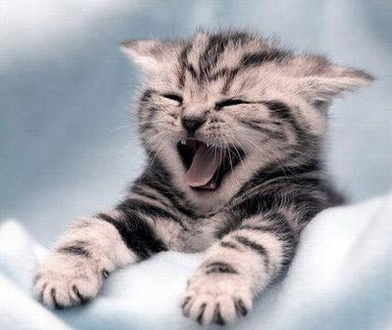 Striped Kitten Yawning — Gray