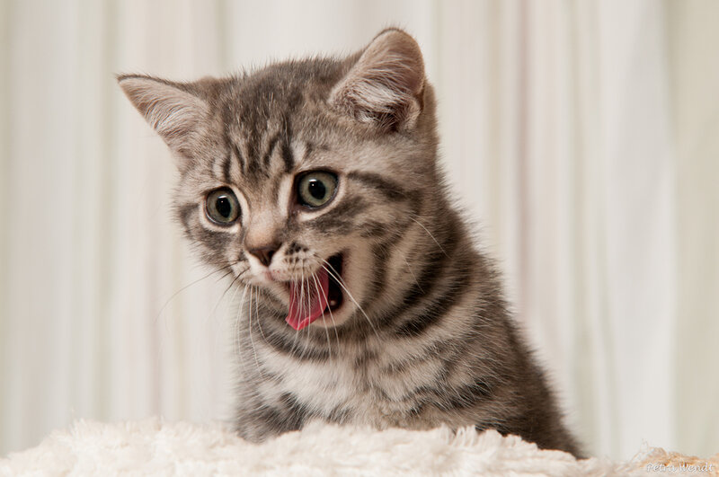 Striped Kitten Yawning