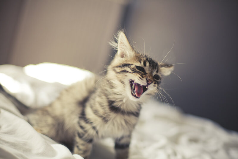 Striped Kitten Yawning — White