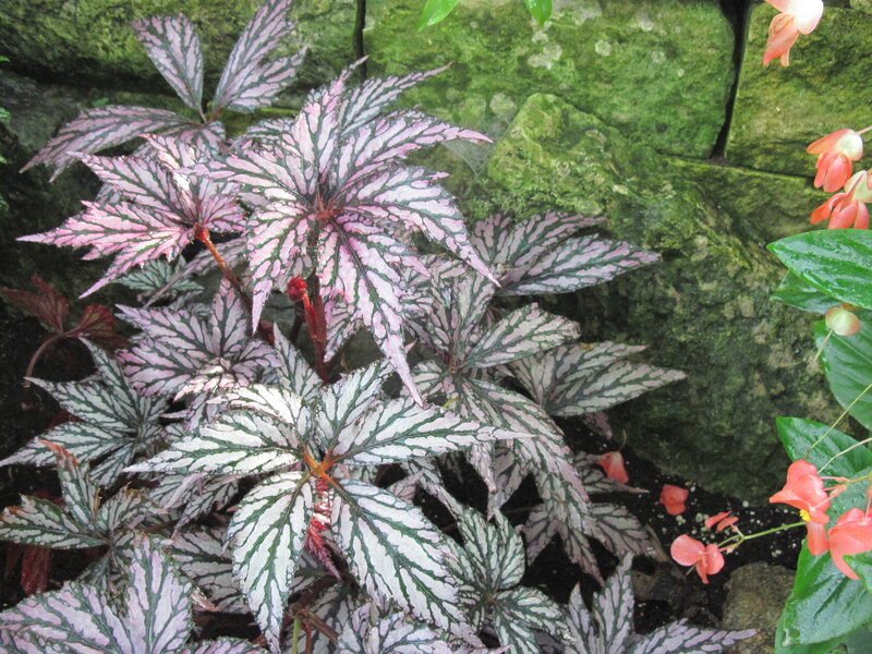 Striped-leaf Begonia Plant