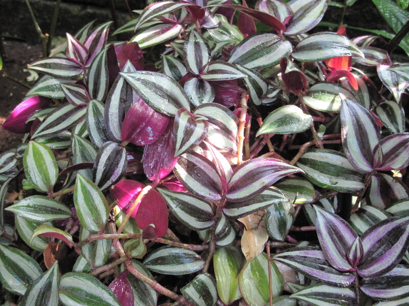 Striped-leaf Plant — Green
