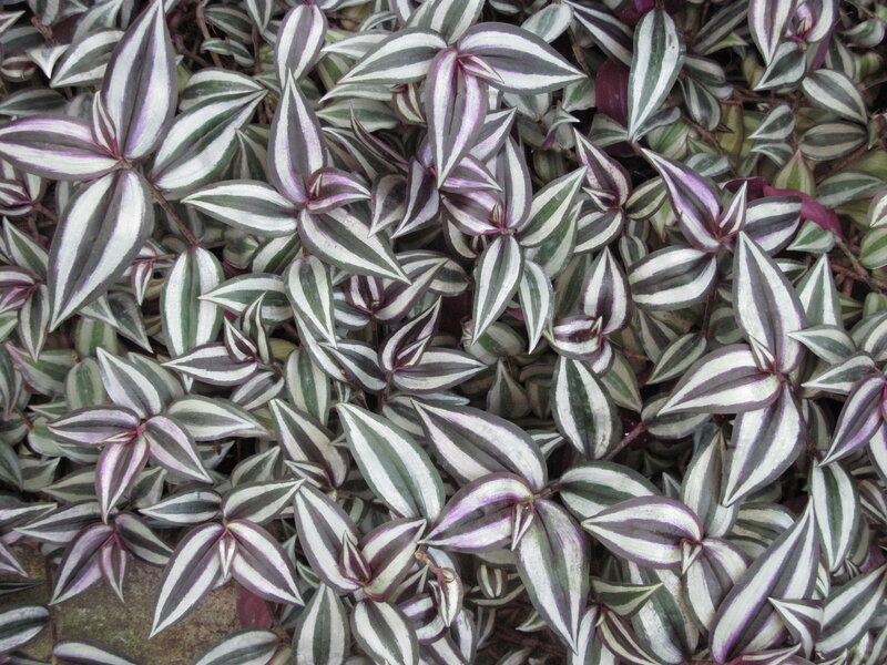 Striped Leaf Plant