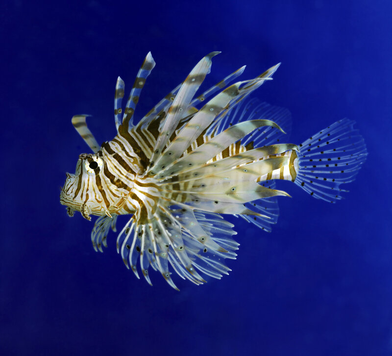 Striped Lionfish — Blue